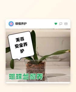 家里阳光不足怎么养花，选对植物种类，掌握养护技巧