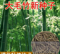 家里阳光不足怎么养花，选对植物种类，掌握养护技巧