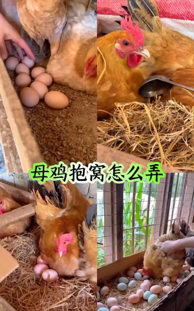 家里阳光不足怎么养花，选对植物种类，掌握养护技巧