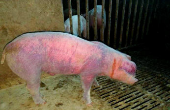 小众送妈妈的花有哪些花