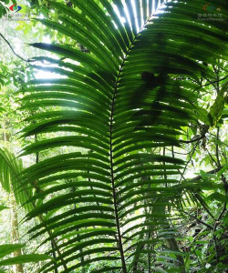 家里阳光不足怎么养花，选对植物种类，掌握养护技巧