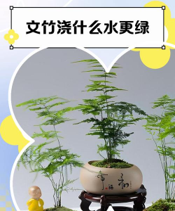 家里阳光不足怎么养花，选对植物种类，掌握养护技巧