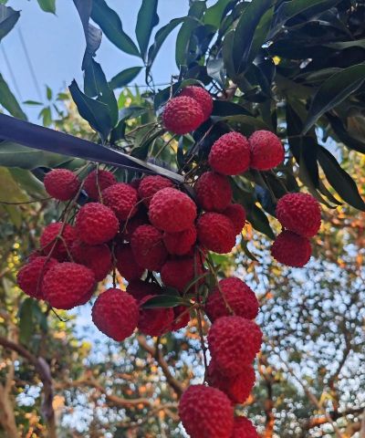 家里阳光不足怎么养花，选对植物种类，掌握养护技巧