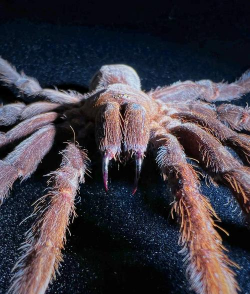 家里阳光不足怎么养花，选对植物种类，掌握养护技巧