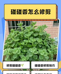 家里阳光不足怎么养花，选对植物种类，掌握养护技巧