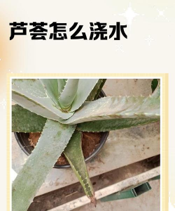家里阳光不足怎么养花，选对植物种类，掌握养护技巧