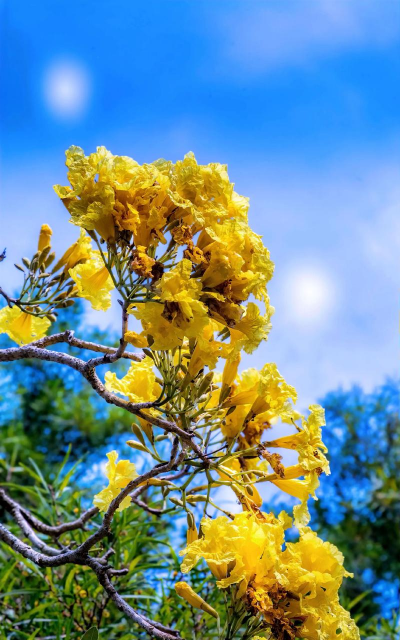 家里阳光不足怎么养花，选对植物种类，掌握养护技巧