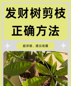 家里阳光不足怎么养花，选对植物种类，掌握养护技巧