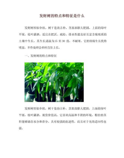 家里阳光不足怎么养花，选对植物种类，掌握养护技巧