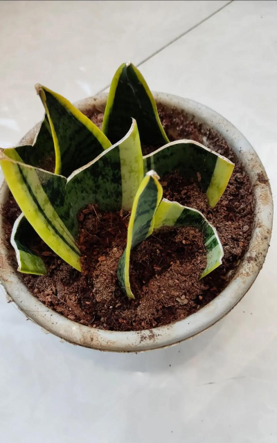 家里阳光不足怎么养花，选对植物种类，掌握养护技巧