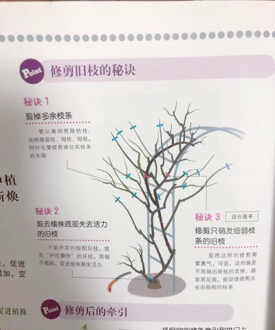 家里阳光不足怎么养花，选对植物种类，掌握养护技巧