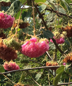 家里阳光不足怎么养花，选对植物种类，掌握养护技巧