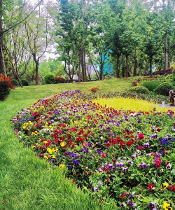 家里阳光不足怎么养花，选对植物种类，掌握养护技巧