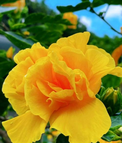 家里阳光不足怎么养花，选对植物种类，掌握养护技巧