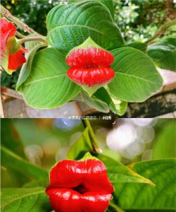 家里阳光不足怎么养花，选对植物种类，掌握养护技巧