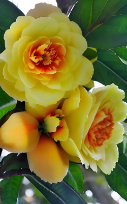 小众送妈妈的花有哪些花