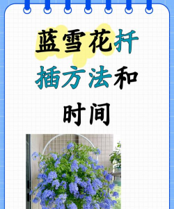 家里阳光不足怎么养花，选对植物种类，掌握养护技巧