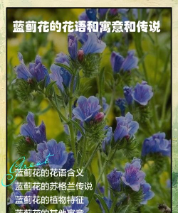 家里阳光不足怎么养花，选对植物种类，掌握养护技巧