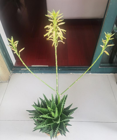 家里阳光不足怎么养花，选对植物种类，掌握养护技巧