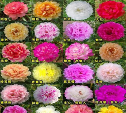 家里阳光不足怎么养花，选对植物种类，掌握养护技巧