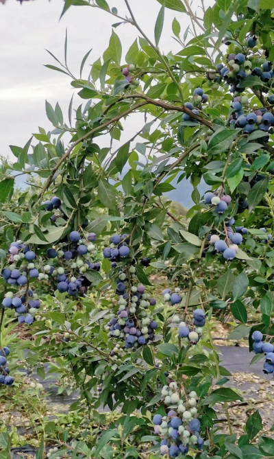 家里阳光不足怎么养花，选对植物种类，掌握养护技巧