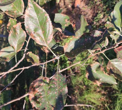 家里阳光不足怎么养花，选对植物种类，掌握养护技巧