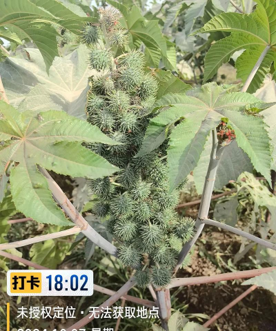 家里阳光不足怎么养花，选对植物种类，掌握养护技巧