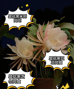 家里阳光不足怎么养花，选对植物种类，掌握养护技巧