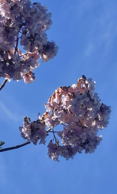 家里阳光不足怎么养花，选对植物种类，掌握养护技巧