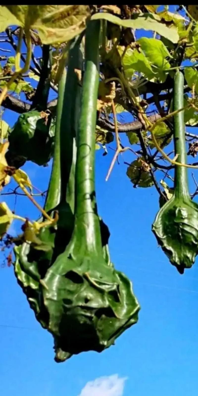 家里阳光不足怎么养花，选对植物种类，掌握养护技巧