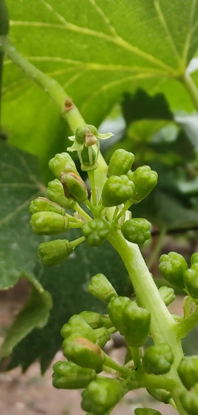 家里阳光不足怎么养花，选对植物种类，掌握养护技巧