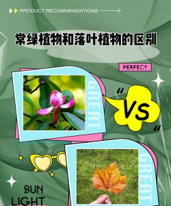 家里阳光不足怎么养花，选对植物种类，掌握养护技巧