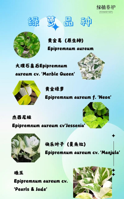 家里阳光不足怎么养花，选对植物种类，掌握养护技巧