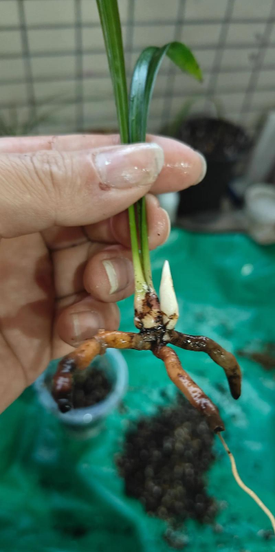 家里阳光不足怎么养花，选对植物种类，掌握养护技巧