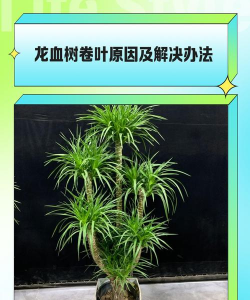 家里阳光不足怎么养花，选对植物种类，掌握养护技巧