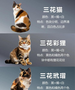 家里阳光不足怎么养花，选对植物种类，掌握养护技巧