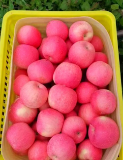 家里阳光不足怎么养花，选对植物种类，掌握养护技巧