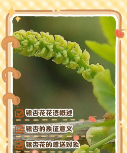 家里阳光不足怎么养花，选对植物种类，掌握养护技巧