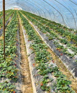 家里阳光不足怎么养花，选对植物种类，掌握养护技巧