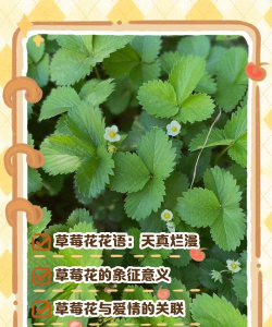 家里阳光不足怎么养花，选对植物种类，掌握养护技巧