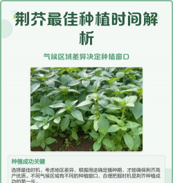家里阳光不足怎么养花，选对植物种类，掌握养护技巧