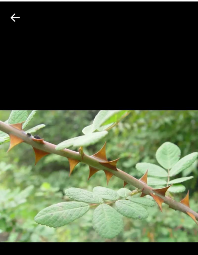 家里阳光不足怎么养花，选对植物种类，掌握养护技巧