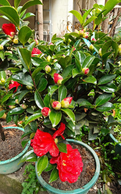 家里阳光不足怎么养花，选对植物种类，掌握养护技巧