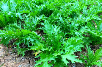 家里阳光不足怎么养花，选对植物种类，掌握养护技巧