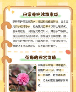 家里阳光不足怎么养花，选对植物种类，掌握养护技巧
