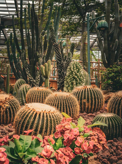 植物园里有什么植物