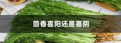 家里阳光不足怎么养花，选对植物种类，掌握养护技巧