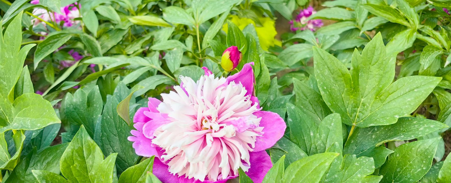 家里阳光不足怎么养花，选对植物种类，掌握养护技巧