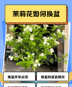 家里阳光不足怎么养花，选对植物种类，掌握养护技巧
