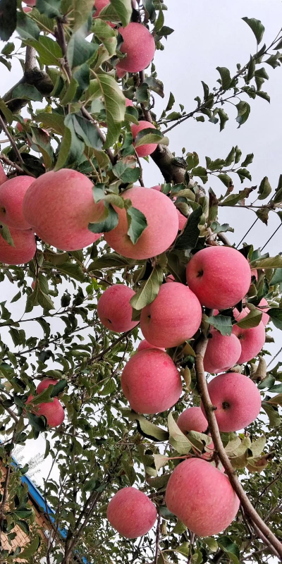 家里阳光不足怎么养花，选对植物种类，掌握养护技巧